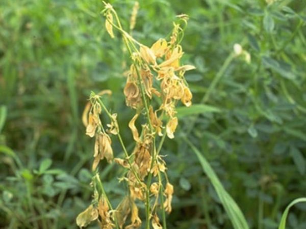 Bacterial stem blight1