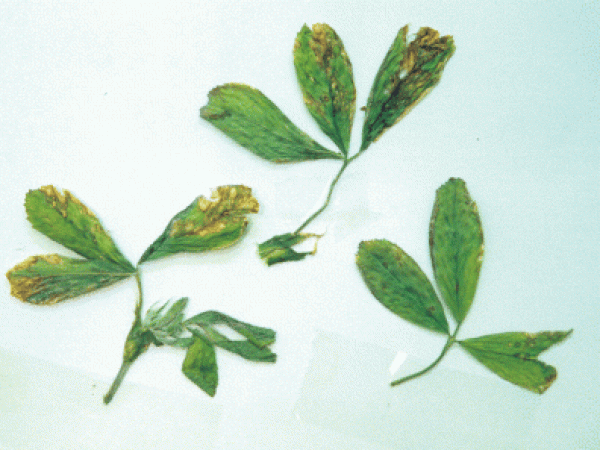Bacterial stem blight2