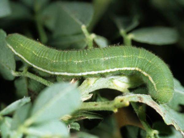 Caterpillar2