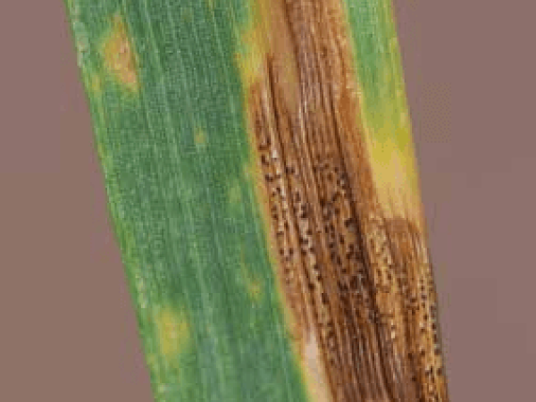 Septoria Tritici Blotch002