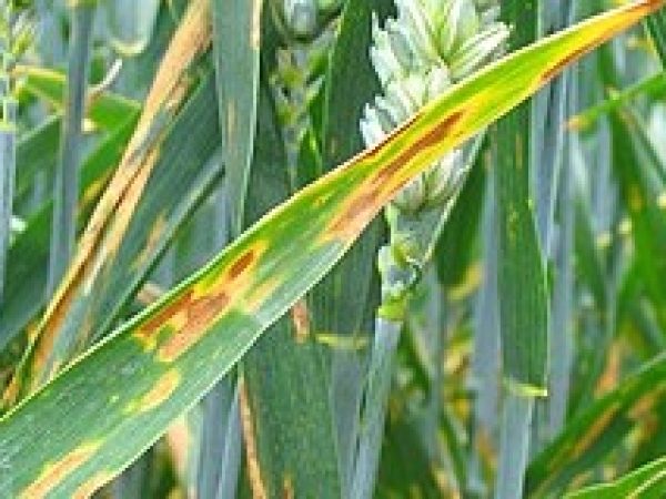 Septoria Tritici Blotch003