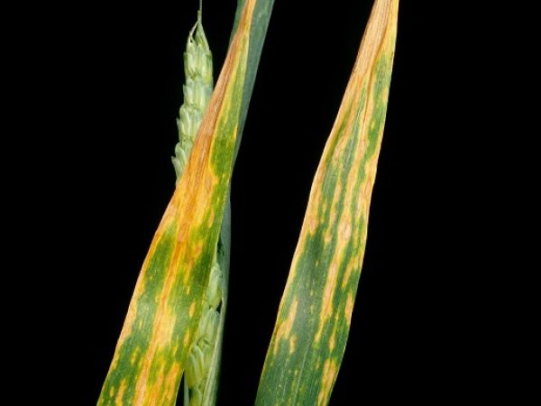 Septoria Tritici Blotch004