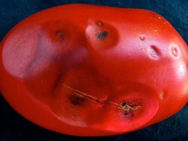 anthracnose_tomato3x1200