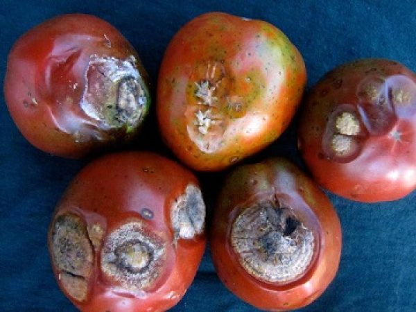 anthracnose_tomato5x1200