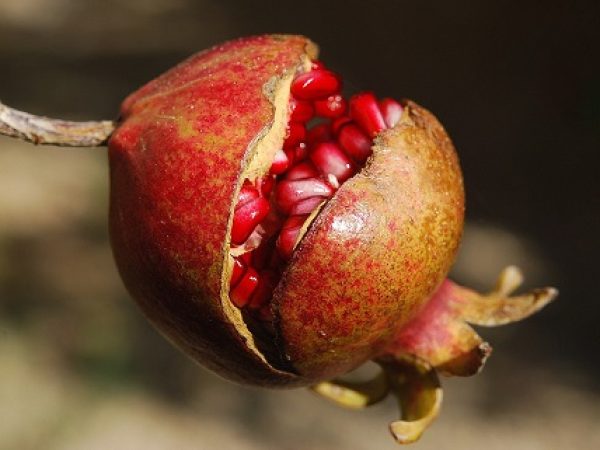 pomegranate-185456_960_720