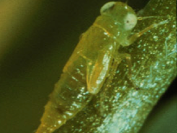 potato_leafhopper_nymph